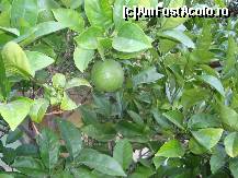 [P14] portocale » foto by beko
 - 
<span class="allrVoted glyphicon glyphicon-heart hidden" id="av143031"></span>
<a class="m-l-10 hidden" id="sv143031" onclick="voting_Foto_DelVot(,143031,2733)" role="button">șterge vot <span class="glyphicon glyphicon-remove"></span></a>
<a id="v9143031" class=" c-red"  onclick="voting_Foto_SetVot(143031)" role="button"><span class="glyphicon glyphicon-heart-empty"></span> <b>LIKE</b> = Votează poza</a> <img class="hidden"  id="f143031W9" src="/imagini/loader.gif" border="0" /><span class="AjErrMes hidden" id="e143031ErM"></span>