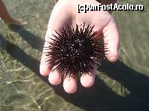 [P27] un arici de mare » foto by beko
 - 
<span class="allrVoted glyphicon glyphicon-heart hidden" id="av143044"></span>
<a class="m-l-10 hidden" id="sv143044" onclick="voting_Foto_DelVot(,143044,2733)" role="button">șterge vot <span class="glyphicon glyphicon-remove"></span></a>
<a id="v9143044" class=" c-red"  onclick="voting_Foto_SetVot(143044)" role="button"><span class="glyphicon glyphicon-heart-empty"></span> <b>LIKE</b> = Votează poza</a> <img class="hidden"  id="f143044W9" src="/imagini/loader.gif" border="0" /><span class="AjErrMes hidden" id="e143044ErM"></span>