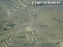 [P28] in mare inotam alaturi de pesti... » foto by beko
 - 
<span class="allrVoted glyphicon glyphicon-heart hidden" id="av143045"></span>
<a class="m-l-10 hidden" id="sv143045" onclick="voting_Foto_DelVot(,143045,2733)" role="button">șterge vot <span class="glyphicon glyphicon-remove"></span></a>
<a id="v9143045" class=" c-red"  onclick="voting_Foto_SetVot(143045)" role="button"><span class="glyphicon glyphicon-heart-empty"></span> <b>LIKE</b> = Votează poza</a> <img class="hidden"  id="f143045W9" src="/imagini/loader.gif" border="0" /><span class="AjErrMes hidden" id="e143045ErM"></span>