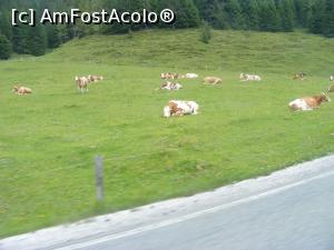 [P41] Si nu puteam parasi landul Salzburg, fara o poza cu prietenii nostri, pe care i-am admirat, i-am hranit cu iarba, le-am apa sa bea, i-am mangaiat, fara sa se supere pe noi.  » foto by liviu49
 - 
<span class="allrVoted glyphicon glyphicon-heart hidden" id="av880919"></span>
<a class="m-l-10 hidden" id="sv880919" onclick="voting_Foto_DelVot(,880919,2854)" role="button">șterge vot <span class="glyphicon glyphicon-remove"></span></a>
<a id="v9880919" class=" c-red"  onclick="voting_Foto_SetVot(880919)" role="button"><span class="glyphicon glyphicon-heart-empty"></span> <b>LIKE</b> = Votează poza</a> <img class="hidden"  id="f880919W9" src="/imagini/loader.gif" border="0" /><span class="AjErrMes hidden" id="e880919ErM"></span>