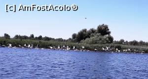 P07 [JUN-2018] Delta Dunării - Pelicani