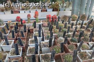 [P72] Balcic, Castelul și Grădina Botanică, Sera Expozițională, Cactuși de forme și mărimi diferite » foto by mprofeanu
 - 
<span class="allrVoted glyphicon glyphicon-heart hidden" id="av1218018"></span>
<a class="m-l-10 hidden" id="sv1218018" onclick="voting_Foto_DelVot(,1218018,3210)" role="button">șterge vot <span class="glyphicon glyphicon-remove"></span></a>
<a id="v91218018" class=" c-red"  onclick="voting_Foto_SetVot(1218018)" role="button"><span class="glyphicon glyphicon-heart-empty"></span> <b>LIKE</b> = Votează poza</a> <img class="hidden"  id="f1218018W9" src="/imagini/loader.gif" border="0" /><span class="AjErrMes hidden" id="e1218018ErM"></span>