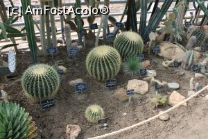 [P73] Balcic, Castelul și Grădina Botanică, Sera Expozițională, „Cactușii Bila de aur” sau „Cactușii Perna soacrei”, mari, frumoși » foto by mprofeanu
 - 
<span class="allrVoted glyphicon glyphicon-heart hidden" id="av1218019"></span>
<a class="m-l-10 hidden" id="sv1218019" onclick="voting_Foto_DelVot(,1218019,3210)" role="button">șterge vot <span class="glyphicon glyphicon-remove"></span></a>
<a id="v91218019" class=" c-red"  onclick="voting_Foto_SetVot(1218019)" role="button"><span class="glyphicon glyphicon-heart-empty"></span> <b>LIKE</b> = Votează poza</a> <img class="hidden"  id="f1218019W9" src="/imagini/loader.gif" border="0" /><span class="AjErrMes hidden" id="e1218019ErM"></span>