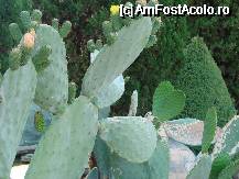 [P32] cactusi infloriti » foto by ms65
 - 
<span class="allrVoted glyphicon glyphicon-heart hidden" id="av60911"></span>
<a class="m-l-10 hidden" id="sv60911" onclick="voting_Foto_DelVot(,60911,3210)" role="button">șterge vot <span class="glyphicon glyphicon-remove"></span></a>
<a id="v960911" class=" c-red"  onclick="voting_Foto_SetVot(60911)" role="button"><span class="glyphicon glyphicon-heart-empty"></span> <b>LIKE</b> = Votează poza</a> <img class="hidden"  id="f60911W9" src="/imagini/loader.gif" border="0" /><span class="AjErrMes hidden" id="e60911ErM"></span>