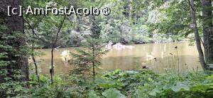 [P13] Lacul Rosu - Plimbare in jurul lacului. » foto by iulianic
 - 
<span class="allrVoted glyphicon glyphicon-heart hidden" id="av1538294"></span>
<a class="m-l-10 hidden" id="sv1538294" onclick="voting_Foto_DelVot(,1538294,3314)" role="button">șterge vot <span class="glyphicon glyphicon-remove"></span></a>
<a id="v91538294" class=" c-red"  onclick="voting_Foto_SetVot(1538294)" role="button"><span class="glyphicon glyphicon-heart-empty"></span> <b>LIKE</b> = Votează poza</a> <img class="hidden"  id="f1538294W9" src="/imagini/loader.gif" border="0" /><span class="AjErrMes hidden" id="e1538294ErM"></span>