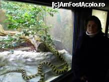 [P12] La reptilarium...fel de fel de serpi si de soparle.

Atentie ca misca!!! » foto by TraianS
 - 
<span class="allrVoted glyphicon glyphicon-heart hidden" id="av181006"></span>
<a class="m-l-10 hidden" id="sv181006" onclick="voting_Foto_DelVot(,181006,3406)" role="button">șterge vot <span class="glyphicon glyphicon-remove"></span></a>
<a id="v9181006" class=" c-red"  onclick="voting_Foto_SetVot(181006)" role="button"><span class="glyphicon glyphicon-heart-empty"></span> <b>LIKE</b> = Votează poza</a> <img class="hidden"  id="f181006W9" src="/imagini/loader.gif" border="0" /><span class="AjErrMes hidden" id="e181006ErM"></span>