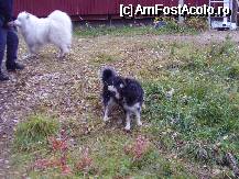 [P25] samoyedul Nuka - cel alb
celalalt este un caine folosit pentru gruparea renilor domestici in ferme » foto by Gothyk
 - 
<span class="allrVoted glyphicon glyphicon-heart hidden" id="av76121"></span>
<a class="m-l-10 hidden" id="sv76121" onclick="voting_Foto_DelVot(,76121,3498)" role="button">șterge vot <span class="glyphicon glyphicon-remove"></span></a>
<a id="v976121" class=" c-red"  onclick="voting_Foto_SetVot(76121)" role="button"><span class="glyphicon glyphicon-heart-empty"></span> <b>LIKE</b> = Votează poza</a> <img class="hidden"  id="f76121W9" src="/imagini/loader.gif" border="0" /><span class="AjErrMes hidden" id="e76121ErM"></span>