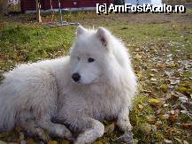 [P08] Nuka - caine samoyed folosit la sanie » foto by Gothyk
 - 
<span class="allrVoted glyphicon glyphicon-heart hidden" id="av75938"></span>
<a class="m-l-10 hidden" id="sv75938" onclick="voting_Foto_DelVot(,75938,3498)" role="button">șterge vot <span class="glyphicon glyphicon-remove"></span></a>
<a id="v975938" class=" c-red"  onclick="voting_Foto_SetVot(75938)" role="button"><span class="glyphicon glyphicon-heart-empty"></span> <b>LIKE</b> = Votează poza</a> <img class="hidden"  id="f75938W9" src="/imagini/loader.gif" border="0" /><span class="AjErrMes hidden" id="e75938ErM"></span>