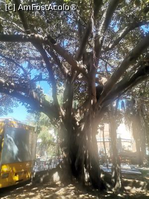 [P10] Intreaga Italie e plina de ficusi, cactusi, palmieri si multe flori » foto by dorgo
 - 
<span class="allrVoted glyphicon glyphicon-heart hidden" id="av1508028"></span>
<a class="m-l-10 hidden" id="sv1508028" onclick="voting_Foto_DelVot(,1508028,3509)" role="button">șterge vot <span class="glyphicon glyphicon-remove"></span></a>
<a id="v91508028" class=" c-red"  onclick="voting_Foto_SetVot(1508028)" role="button"><span class="glyphicon glyphicon-heart-empty"></span> <b>LIKE</b> = Votează poza</a> <img class="hidden"  id="f1508028W9" src="/imagini/loader.gif" border="0" /><span class="AjErrMes hidden" id="e1508028ErM"></span>