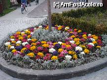 [P15] Mii de primule in tot parcul au fost plantate » foto by ionescunic
 - 
<span class="allrVoted glyphicon glyphicon-heart hidden" id="av65122"></span>
<a class="m-l-10 hidden" id="sv65122" onclick="voting_Foto_DelVot(,65122,3511)" role="button">șterge vot <span class="glyphicon glyphicon-remove"></span></a>
<a id="v965122" class=" c-red"  onclick="voting_Foto_SetVot(65122)" role="button"><span class="glyphicon glyphicon-heart-empty"></span> <b>LIKE</b> = Votează poza</a> <img class="hidden"  id="f65122W9" src="/imagini/loader.gif" border="0" /><span class="AjErrMes hidden" id="e65122ErM"></span>