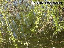[P31] Exact in mijlocul pozei se zareste o broscuta mica » foto by ionescunic
 - 
<span class="allrVoted glyphicon glyphicon-heart hidden" id="av65138"></span>
<a class="m-l-10 hidden" id="sv65138" onclick="voting_Foto_DelVot(,65138,3511)" role="button">șterge vot <span class="glyphicon glyphicon-remove"></span></a>
<a id="v965138" class=" c-red"  onclick="voting_Foto_SetVot(65138)" role="button"><span class="glyphicon glyphicon-heart-empty"></span> <b>LIKE</b> = Votează poza</a> <img class="hidden"  id="f65138W9" src="/imagini/loader.gif" border="0" /><span class="AjErrMes hidden" id="e65138ErM"></span>