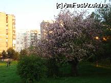 [P43] Bucata de parc intre betoane » foto by ionescunic
 - 
<span class="allrVoted glyphicon glyphicon-heart hidden" id="av65153"></span>
<a class="m-l-10 hidden" id="sv65153" onclick="voting_Foto_DelVot(,65153,3511)" role="button">șterge vot <span class="glyphicon glyphicon-remove"></span></a>
<a id="v965153" class=" c-red"  onclick="voting_Foto_SetVot(65153)" role="button"><span class="glyphicon glyphicon-heart-empty"></span> <b>LIKE</b> = Votează poza</a> <img class="hidden"  id="f65153W9" src="/imagini/loader.gif" border="0" /><span class="AjErrMes hidden" id="e65153ErM"></span>