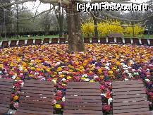 [P09] Mii de flori superbe in parcul nostru » foto by ionescunic
 - 
<span class="allrVoted glyphicon glyphicon-heart hidden" id="av65116"></span>
<a class="m-l-10 hidden" id="sv65116" onclick="voting_Foto_DelVot(,65116,3511)" role="button">șterge vot <span class="glyphicon glyphicon-remove"></span></a>
<a id="v965116" class=" c-red"  onclick="voting_Foto_SetVot(65116)" role="button"><span class="glyphicon glyphicon-heart-empty"></span> <b>LIKE</b> = Votează poza</a> <img class="hidden"  id="f65116W9" src="/imagini/loader.gif" border="0" /><span class="AjErrMes hidden" id="e65116ErM"></span>