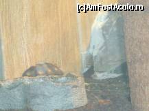 [P43] Gradina Zoo - o tzestoasa mica, mica... » foto by magdalena
 - 
<span class="allrVoted glyphicon glyphicon-heart hidden" id="av42591"></span>
<a class="m-l-10 hidden" id="sv42591" onclick="voting_Foto_DelVot(,42591,3511)" role="button">șterge vot <span class="glyphicon glyphicon-remove"></span></a>
<a id="v942591" class=" c-red"  onclick="voting_Foto_SetVot(42591)" role="button"><span class="glyphicon glyphicon-heart-empty"></span> <b>LIKE</b> = Votează poza</a> <img class="hidden"  id="f42591W9" src="/imagini/loader.gif" border="0" /><span class="AjErrMes hidden" id="e42591ErM"></span>