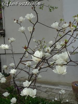 P15 [APR-2022] Soi de magnolie albă.