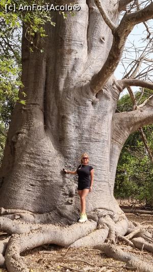 [P15] un baobab imens » foto by robert
 - 
<span class="allrVoted glyphicon glyphicon-heart hidden" id="av1289303"></span>
<a class="m-l-10 hidden" id="sv1289303" onclick="voting_Foto_DelVot(,1289303,3514)" role="button">șterge vot <span class="glyphicon glyphicon-remove"></span></a>
<a id="v91289303" class=" c-red"  onclick="voting_Foto_SetVot(1289303)" role="button"><span class="glyphicon glyphicon-heart-empty"></span> <b>LIKE</b> = Votează poza</a> <img class="hidden"  id="f1289303W9" src="/imagini/loader.gif" border="0" /><span class="AjErrMes hidden" id="e1289303ErM"></span>