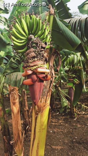 [P19] Bananier cu floare, din plantația de pe insulă » foto by k-lator
 - 
<span class="allrVoted glyphicon glyphicon-heart hidden" id="av1227455"></span>
<a class="m-l-10 hidden" id="sv1227455" onclick="voting_Foto_DelVot(,1227455,3529)" role="button">șterge vot <span class="glyphicon glyphicon-remove"></span></a>
<a id="v91227455" class=" c-red"  onclick="voting_Foto_SetVot(1227455)" role="button"><span class="glyphicon glyphicon-heart-empty"></span> <b>LIKE</b> = Votează poza</a> <img class="hidden"  id="f1227455W9" src="/imagini/loader.gif" border="0" /><span class="AjErrMes hidden" id="e1227455ErM"></span>