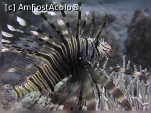 [P31] Lion-fish, Red Sea » foto by raducondurache
 - 
<span class="allrVoted glyphicon glyphicon-heart hidden" id="av998549"></span>
<a class="m-l-10 hidden" id="sv998549" onclick="voting_Foto_DelVot(,998549,3529)" role="button">șterge vot <span class="glyphicon glyphicon-remove"></span></a>
<a id="v9998549" class=" c-red"  onclick="voting_Foto_SetVot(998549)" role="button"><span class="glyphicon glyphicon-heart-empty"></span> <b>LIKE</b> = Votează poza</a> <img class="hidden"  id="f998549W9" src="/imagini/loader.gif" border="0" /><span class="AjErrMes hidden" id="e998549ErM"></span>