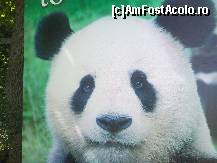 [P08] Afisul cu minunatul panda din gradina zoologica » foto by kmy
 - 
<span class="allrVoted glyphicon glyphicon-heart hidden" id="av87576"></span>
<a class="m-l-10 hidden" id="sv87576" onclick="voting_Foto_DelVot(,87576,3569)" role="button">șterge vot <span class="glyphicon glyphicon-remove"></span></a>
<a id="v987576" class=" c-red"  onclick="voting_Foto_SetVot(87576)" role="button"><span class="glyphicon glyphicon-heart-empty"></span> <b>LIKE</b> = Votează poza</a> <img class="hidden"  id="f87576W9" src="/imagini/loader.gif" border="0" /><span class="AjErrMes hidden" id="e87576ErM"></span>