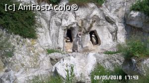 [P05] Grădina Zoo de la Schonbrunn » foto by ungureanica
 - 
<span class="allrVoted glyphicon glyphicon-heart hidden" id="av977781"></span>
<a class="m-l-10 hidden" id="sv977781" onclick="voting_Foto_DelVot(,977781,3569)" role="button">șterge vot <span class="glyphicon glyphicon-remove"></span></a>
<a id="v9977781" class=" c-red"  onclick="voting_Foto_SetVot(977781)" role="button"><span class="glyphicon glyphicon-heart-empty"></span> <b>LIKE</b> = Votează poza</a> <img class="hidden"  id="f977781W9" src="/imagini/loader.gif" border="0" /><span class="AjErrMes hidden" id="e977781ErM"></span>