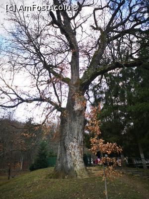 [P85] M&acirc;năstirea Dintr-un Lemn; unul din stejarii seculari » foto by crismis
 - 
<span class="allrVoted glyphicon glyphicon-heart hidden" id="av1277870"></span>
<a class="m-l-10 hidden" id="sv1277870" onclick="voting_Foto_DelVot(,1277870,3601)" role="button">șterge vot <span class="glyphicon glyphicon-remove"></span></a>
<a id="v91277870" class=" c-red"  onclick="voting_Foto_SetVot(1277870)" role="button"><span class="glyphicon glyphicon-heart-empty"></span> <b>LIKE</b> = Votează poza</a> <img class="hidden"  id="f1277870W9" src="/imagini/loader.gif" border="0" /><span class="AjErrMes hidden" id="e1277870ErM"></span>