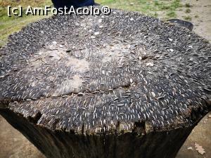 [P88] M&acirc;năstirea Dintr-un Lemn; buturugă de stejar » foto by crismis
 - 
<span class="allrVoted glyphicon glyphicon-heart hidden" id="av1277873"></span>
<a class="m-l-10 hidden" id="sv1277873" onclick="voting_Foto_DelVot(,1277873,3601)" role="button">șterge vot <span class="glyphicon glyphicon-remove"></span></a>
<a id="v91277873" class=" c-red"  onclick="voting_Foto_SetVot(1277873)" role="button"><span class="glyphicon glyphicon-heart-empty"></span> <b>LIKE</b> = Votează poza</a> <img class="hidden"  id="f1277873W9" src="/imagini/loader.gif" border="0" /><span class="AjErrMes hidden" id="e1277873ErM"></span>