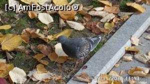 [P28] Parcul Zăvoi, Râmnicu Vâlcea » foto by ungureanica
 - 
<span class="allrVoted glyphicon glyphicon-heart hidden" id="av1030703"></span>
<a class="m-l-10 hidden" id="sv1030703" onclick="voting_Foto_DelVot(,1030703,3601)" role="button">șterge vot <span class="glyphicon glyphicon-remove"></span></a>
<a id="v91030703" class=" c-red"  onclick="voting_Foto_SetVot(1030703)" role="button"><span class="glyphicon glyphicon-heart-empty"></span> <b>LIKE</b> = Votează poza</a> <img class="hidden"  id="f1030703W9" src="/imagini/loader.gif" border="0" /><span class="AjErrMes hidden" id="e1030703ErM"></span>