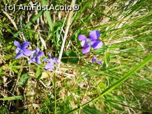 [P80] Toporași în poienile cu narcise » foto by crismis
 - 
<span class="allrVoted glyphicon glyphicon-heart hidden" id="av1298802"></span>
<a class="m-l-10 hidden" id="sv1298802" onclick="voting_Foto_DelVot(,1298802,3615)" role="button">șterge vot <span class="glyphicon glyphicon-remove"></span></a>
<a id="v91298802" class=" c-red"  onclick="voting_Foto_SetVot(1298802)" role="button"><span class="glyphicon glyphicon-heart-empty"></span> <b>LIKE</b> = Votează poza</a> <img class="hidden"  id="f1298802W9" src="/imagini/loader.gif" border="0" /><span class="AjErrMes hidden" id="e1298802ErM"></span>