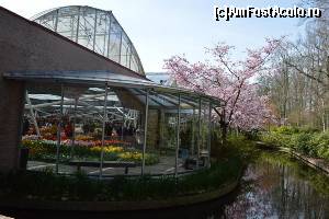 [P01] Keukenhof - sera Prințului Willem-Alexander » foto by makuy*
 - 
<span class="allrVoted glyphicon glyphicon-heart hidden" id="av614955"></span>
<a class="m-l-10 hidden" id="sv614955" onclick="voting_Foto_DelVot(,614955,3710)" role="button">șterge vot <span class="glyphicon glyphicon-remove"></span></a>
<a id="v9614955" class=" c-red"  onclick="voting_Foto_SetVot(614955)" role="button"><span class="glyphicon glyphicon-heart-empty"></span> <b>LIKE</b> = Votează poza</a> <img class="hidden"  id="f614955W9" src="/imagini/loader.gif" border="0" /><span class="AjErrMes hidden" id="e614955ErM"></span>