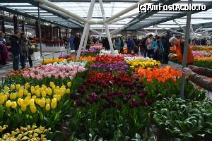 [P02] Keukenhof - sera Prințului Willem-Alexander » foto by makuy*
 - 
<span class="allrVoted glyphicon glyphicon-heart hidden" id="av614956"></span>
<a class="m-l-10 hidden" id="sv614956" onclick="voting_Foto_DelVot(,614956,3710)" role="button">șterge vot <span class="glyphicon glyphicon-remove"></span></a>
<a id="v9614956" class=" c-red"  onclick="voting_Foto_SetVot(614956)" role="button"><span class="glyphicon glyphicon-heart-empty"></span> <b>LIKE</b> = Votează poza</a> <img class="hidden"  id="f614956W9" src="/imagini/loader.gif" border="0" /><span class="AjErrMes hidden" id="e614956ErM"></span>
