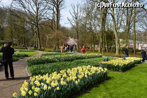 [P04] Keukenhof - » foto by makuy*
 - 
<span class="allrVoted glyphicon glyphicon-heart hidden" id="av614958"></span>
<a class="m-l-10 hidden" id="sv614958" onclick="voting_Foto_DelVot(,614958,3710)" role="button">șterge vot <span class="glyphicon glyphicon-remove"></span></a>
<a id="v9614958" class=" c-red"  onclick="voting_Foto_SetVot(614958)" role="button"><span class="glyphicon glyphicon-heart-empty"></span> <b>LIKE</b> = Votează poza</a> <img class="hidden"  id="f614958W9" src="/imagini/loader.gif" border="0" /><span class="AjErrMes hidden" id="e614958ErM"></span>