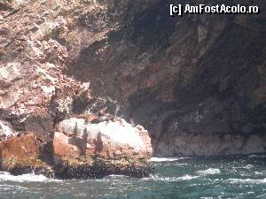 [P36] chiar daca stau nemiscati la soare pe stanci, si acestor lei de mare trebuie sa le dam atentie » foto by grecudoina
 - 
<span class="allrVoted glyphicon glyphicon-heart hidden" id="av398981"></span>
<a class="m-l-10 hidden" id="sv398981" onclick="voting_Foto_DelVot(,398981,3739)" role="button">șterge vot <span class="glyphicon glyphicon-remove"></span></a>
<a id="v9398981" class=" c-red"  onclick="voting_Foto_SetVot(398981)" role="button"><span class="glyphicon glyphicon-heart-empty"></span> <b>LIKE</b> = Votează poza</a> <img class="hidden"  id="f398981W9" src="/imagini/loader.gif" border="0" /><span class="AjErrMes hidden" id="e398981ErM"></span>