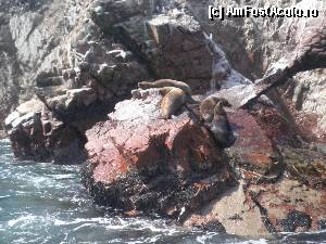 [P41] si noi incercam sa ramanem, la soare pe aceste stanci » foto by grecudoina
 - 
<span class="allrVoted glyphicon glyphicon-heart hidden" id="av398986"></span>
<a class="m-l-10 hidden" id="sv398986" onclick="voting_Foto_DelVot(,398986,3739)" role="button">șterge vot <span class="glyphicon glyphicon-remove"></span></a>
<a id="v9398986" class=" c-red"  onclick="voting_Foto_SetVot(398986)" role="button"><span class="glyphicon glyphicon-heart-empty"></span> <b>LIKE</b> = Votează poza</a> <img class="hidden"  id="f398986W9" src="/imagini/loader.gif" border="0" /><span class="AjErrMes hidden" id="e398986ErM"></span>