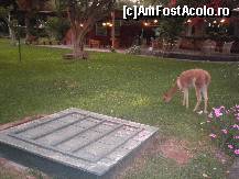 [P36] puiutul de viguna, la pascut, pe peluza din jurul piscinei » foto by grecudoina
 - 
<span class="allrVoted glyphicon glyphicon-heart hidden" id="av399286"></span>
<a class="m-l-10 hidden" id="sv399286" onclick="voting_Foto_DelVot(,399286,3739)" role="button">șterge vot <span class="glyphicon glyphicon-remove"></span></a>
<a id="v9399286" class=" c-red"  onclick="voting_Foto_SetVot(399286)" role="button"><span class="glyphicon glyphicon-heart-empty"></span> <b>LIKE</b> = Votează poza</a> <img class="hidden"  id="f399286W9" src="/imagini/loader.gif" border="0" /><span class="AjErrMes hidden" id="e399286ErM"></span>
