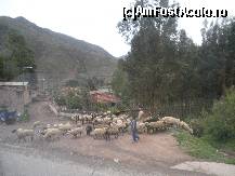 [P22] vine turma de la pasunat » foto by grecudoina
 - 
<span class="allrVoted glyphicon glyphicon-heart hidden" id="av399593"></span>
<a class="m-l-10 hidden" id="sv399593" onclick="voting_Foto_DelVot(,399593,3739)" role="button">șterge vot <span class="glyphicon glyphicon-remove"></span></a>
<a id="v9399593" class=" c-red"  onclick="voting_Foto_SetVot(399593)" role="button"><span class="glyphicon glyphicon-heart-empty"></span> <b>LIKE</b> = Votează poza</a> <img class="hidden"  id="f399593W9" src="/imagini/loader.gif" border="0" /><span class="AjErrMes hidden" id="e399593ErM"></span>
