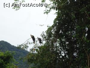 [P14] pasarile Hoatzin undeva in departare » foto by buterfly*
 - 
<span class="allrVoted glyphicon glyphicon-heart hidden" id="av829181"></span>
<a class="m-l-10 hidden" id="sv829181" onclick="voting_Foto_DelVot(,829181,3739)" role="button">șterge vot <span class="glyphicon glyphicon-remove"></span></a>
<a id="v9829181" class=" c-red"  onclick="voting_Foto_SetVot(829181)" role="button"><span class="glyphicon glyphicon-heart-empty"></span> <b>LIKE</b> = Votează poza</a> <img class="hidden"  id="f829181W9" src="/imagini/loader.gif" border="0" /><span class="AjErrMes hidden" id="e829181ErM"></span>