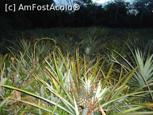 [P22] incursiune nocturna in plantatia de ananas » foto by buterfly*
 - 
<span class="allrVoted glyphicon glyphicon-heart hidden" id="av829189"></span>
<a class="m-l-10 hidden" id="sv829189" onclick="voting_Foto_DelVot(,829189,3739)" role="button">șterge vot <span class="glyphicon glyphicon-remove"></span></a>
<a id="v9829189" class=" c-red"  onclick="voting_Foto_SetVot(829189)" role="button"><span class="glyphicon glyphicon-heart-empty"></span> <b>LIKE</b> = Votează poza</a> <img class="hidden"  id="f829189W9" src="/imagini/loader.gif" border="0" /><span class="AjErrMes hidden" id="e829189ErM"></span>