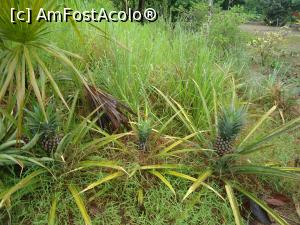 [P05] ananas pe carare » foto by buterfly*
 - 
<span class="allrVoted glyphicon glyphicon-heart hidden" id="av829172"></span>
<a class="m-l-10 hidden" id="sv829172" onclick="voting_Foto_DelVot(,829172,3739)" role="button">șterge vot <span class="glyphicon glyphicon-remove"></span></a>
<a id="v9829172" class=" c-red"  onclick="voting_Foto_SetVot(829172)" role="button"><span class="glyphicon glyphicon-heart-empty"></span> <b>LIKE</b> = Votează poza</a> <img class="hidden"  id="f829172W9" src="/imagini/loader.gif" border="0" /><span class="AjErrMes hidden" id="e829172ErM"></span>