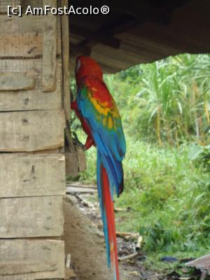 [P08] papagal Ara Macau » foto by buterfly*
 - 
<span class="allrVoted glyphicon glyphicon-heart hidden" id="av829175"></span>
<a class="m-l-10 hidden" id="sv829175" onclick="voting_Foto_DelVot(,829175,3739)" role="button">șterge vot <span class="glyphicon glyphicon-remove"></span></a>
<a id="v9829175" class=" c-red"  onclick="voting_Foto_SetVot(829175)" role="button"><span class="glyphicon glyphicon-heart-empty"></span> <b>LIKE</b> = Votează poza</a> <img class="hidden"  id="f829175W9" src="/imagini/loader.gif" border="0" /><span class="AjErrMes hidden" id="e829175ErM"></span>