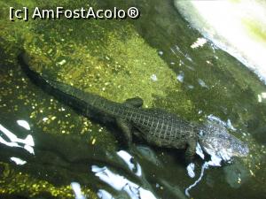 [P18] Tropicarium Budapesta - au aparut si crocodilii » foto by mishu
 - 
<span class="allrVoted glyphicon glyphicon-heart hidden" id="av717452"></span>
<a class="m-l-10 hidden" id="sv717452" onclick="voting_Foto_DelVot(,717452,3743)" role="button">șterge vot <span class="glyphicon glyphicon-remove"></span></a>
<a id="v9717452" class=" c-red"  onclick="voting_Foto_SetVot(717452)" role="button"><span class="glyphicon glyphicon-heart-empty"></span> <b>LIKE</b> = Votează poza</a> <img class="hidden"  id="f717452W9" src="/imagini/loader.gif" border="0" /><span class="AjErrMes hidden" id="e717452ErM"></span>