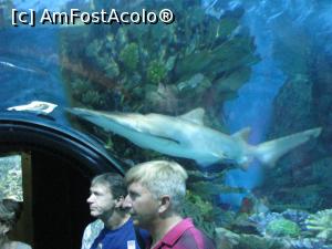 [P31] Tropicarium Budapesta - in tunel cu pestii pe deasupra noastra » foto by mishu
 - 
<span class="allrVoted glyphicon glyphicon-heart hidden" id="av717465"></span>
<a class="m-l-10 hidden" id="sv717465" onclick="voting_Foto_DelVot(,717465,3743)" role="button">șterge vot <span class="glyphicon glyphicon-remove"></span></a>
<a id="v9717465" class=" c-red"  onclick="voting_Foto_SetVot(717465)" role="button"><span class="glyphicon glyphicon-heart-empty"></span> <b>LIKE</b> = Votează poza</a> <img class="hidden"  id="f717465W9" src="/imagini/loader.gif" border="0" /><span class="AjErrMes hidden" id="e717465ErM"></span>