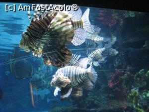 [P36] Tropicarium Budapesta » foto by mishu
 - 
<span class="allrVoted glyphicon glyphicon-heart hidden" id="av717470"></span>
<a class="m-l-10 hidden" id="sv717470" onclick="voting_Foto_DelVot(,717470,3743)" role="button">șterge vot <span class="glyphicon glyphicon-remove"></span></a>
<a id="v9717470" class=" c-red"  onclick="voting_Foto_SetVot(717470)" role="button"><span class="glyphicon glyphicon-heart-empty"></span> <b>LIKE</b> = Votează poza</a> <img class="hidden"  id="f717470W9" src="/imagini/loader.gif" border="0" /><span class="AjErrMes hidden" id="e717470ErM"></span>