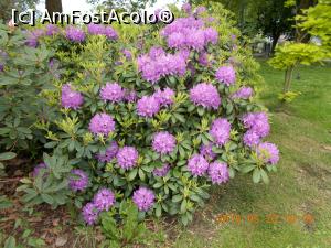 [P20] Tufă de Rododendron.  » foto by mihaelavoicu
 - 
<span class="allrVoted glyphicon glyphicon-heart hidden" id="av1051634"></span>
<a class="m-l-10 hidden" id="sv1051634" onclick="voting_Foto_DelVot(,1051634,3768)" role="button">șterge vot <span class="glyphicon glyphicon-remove"></span></a>
<a id="v91051634" class=" c-red"  onclick="voting_Foto_SetVot(1051634)" role="button"><span class="glyphicon glyphicon-heart-empty"></span> <b>LIKE</b> = Votează poza</a> <img class="hidden"  id="f1051634W9" src="/imagini/loader.gif" border="0" /><span class="AjErrMes hidden" id="e1051634ErM"></span>