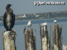 [P27] 'Boierul cât de mic după masă şade-un pic !!!' în Eforie Nord pe lacul Techirghiol » foto by RobertCodescu
 - 
<span class="allrVoted glyphicon glyphicon-heart hidden" id="av246003"></span>
<a class="m-l-10 hidden" id="sv246003" onclick="voting_Foto_DelVot(,246003,3771)" role="button">șterge vot <span class="glyphicon glyphicon-remove"></span></a>
<a id="v9246003" class=" c-red"  onclick="voting_Foto_SetVot(246003)" role="button"><span class="glyphicon glyphicon-heart-empty"></span> <b>LIKE</b> = Votează poza</a> <img class="hidden"  id="f246003W9" src="/imagini/loader.gif" border="0" /><span class="AjErrMes hidden" id="e246003ErM"></span>