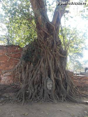 P21 [DEC-2014] Wat Maha That, Capul lui Buddha în copac