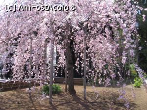 [P08] Sakura înfloriţi » foto by Michi
 - 
<span class="allrVoted glyphicon glyphicon-heart hidden" id="av1452565"></span>
<a class="m-l-10 hidden" id="sv1452565" onclick="voting_Foto_DelVot(,1452565,3821)" role="button">șterge vot <span class="glyphicon glyphicon-remove"></span></a>
<a id="v91452565" class=" c-red"  onclick="voting_Foto_SetVot(1452565)" role="button"><span class="glyphicon glyphicon-heart-empty"></span> <b>LIKE</b> = Votează poza</a> <img class="hidden"  id="f1452565W9" src="/imagini/loader.gif" border="0" /><span class="AjErrMes hidden" id="e1452565ErM"></span>