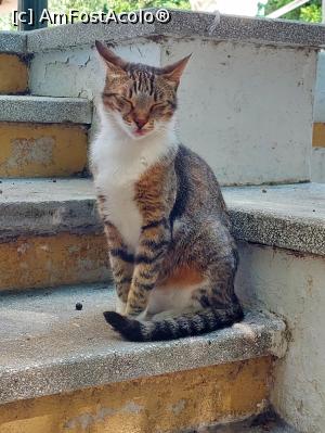 P06 [JUN-2022] A...și pisici...foarte multe în Rhodos, frumoase și leneșe...nu?