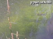 [P05] Ulm - un păstrăv în râul Blau. » foto by Dragoș_MD
 - 
<span class="allrVoted glyphicon glyphicon-heart hidden" id="av220488"></span>
<a class="m-l-10 hidden" id="sv220488" onclick="voting_Foto_DelVot(,220488,3969)" role="button">șterge vot <span class="glyphicon glyphicon-remove"></span></a>
<a id="v9220488" class=" c-red"  onclick="voting_Foto_SetVot(220488)" role="button"><span class="glyphicon glyphicon-heart-empty"></span> <b>LIKE</b> = Votează poza</a> <img class="hidden"  id="f220488W9" src="/imagini/loader.gif" border="0" /><span class="AjErrMes hidden" id="e220488ErM"></span>