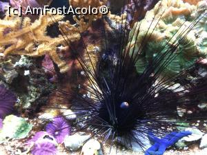 [P11] Zoo Ulm - o privire mai de aproape spre arici » foto by mishu
 - 
<span class="allrVoted glyphicon glyphicon-heart hidden" id="av1205592"></span>
<a class="m-l-10 hidden" id="sv1205592" onclick="voting_Foto_DelVot(,1205592,3969)" role="button">șterge vot <span class="glyphicon glyphicon-remove"></span></a>
<a id="v91205592" class=" c-red"  onclick="voting_Foto_SetVot(1205592)" role="button"><span class="glyphicon glyphicon-heart-empty"></span> <b>LIKE</b> = Votează poza</a> <img class="hidden"  id="f1205592W9" src="/imagini/loader.gif" border="0" /><span class="AjErrMes hidden" id="e1205592ErM"></span>