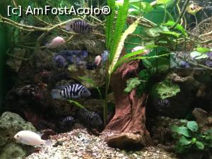 [P16] Zoo Ulm - si niste pesti "zebra" » foto by mishu
 - 
<span class="allrVoted glyphicon glyphicon-heart hidden" id="av1205597"></span>
<a class="m-l-10 hidden" id="sv1205597" onclick="voting_Foto_DelVot(,1205597,3969)" role="button">șterge vot <span class="glyphicon glyphicon-remove"></span></a>
<a id="v91205597" class=" c-red"  onclick="voting_Foto_SetVot(1205597)" role="button"><span class="glyphicon glyphicon-heart-empty"></span> <b>LIKE</b> = Votează poza</a> <img class="hidden"  id="f1205597W9" src="/imagini/loader.gif" border="0" /><span class="AjErrMes hidden" id="e1205597ErM"></span>